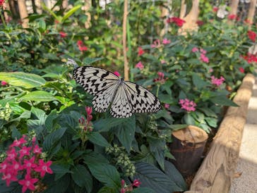 ナゴパイナップルパークに投稿された画像（2023/12/21）