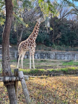 名古屋市東山動植物園に投稿された画像（2023/12/22）