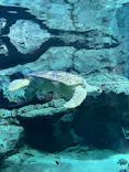 名古屋港水族館に投稿された画像（2023/12/22）