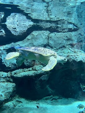 名古屋港水族館に投稿された画像（2023/12/22）