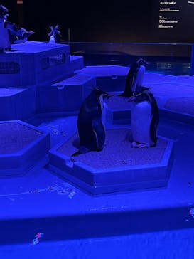 AOAO SAPPOROに投稿された画像（2023/12/22）