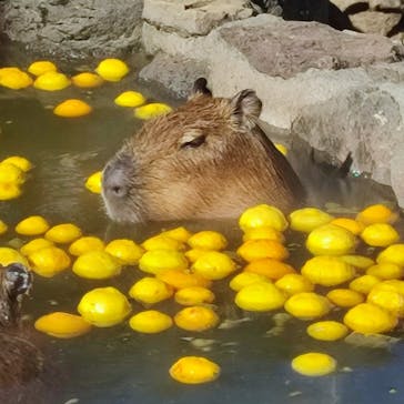 伊豆シャボテン動物公園に投稿された画像（2023/12/22）
