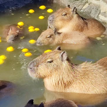 伊豆シャボテン動物公園に投稿された画像（2023/12/22）