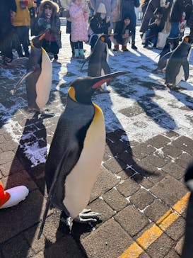 登別マリンパークニクスに投稿された画像（2023/12/22）