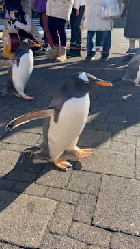 登別マリンパークニクスに投稿された画像（2023/12/22）