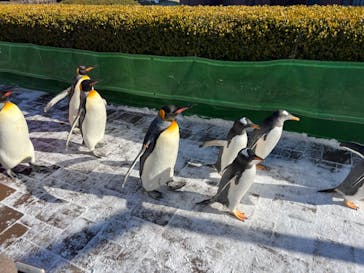 登別マリンパークニクスに投稿された画像（2023/12/22）