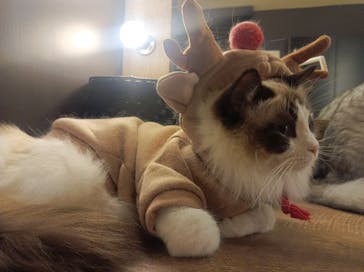 猫カフェモカ　池袋東口店に投稿された画像（2023/12/22）