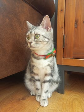 猫カフェモカ　池袋東口店に投稿された画像（2023/12/22）