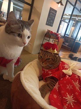 猫カフェモカ　池袋東口店に投稿された画像（2023/12/22）