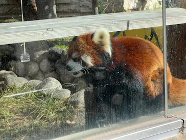天王寺動物園に投稿された画像（2023/12/22）