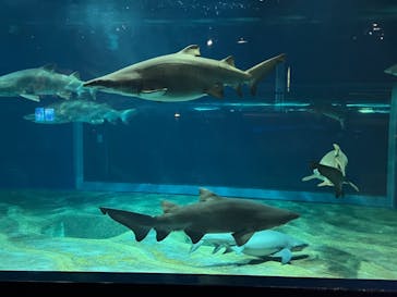 アクアワールド茨城県大洗水族館に投稿された画像（2023/12/22）