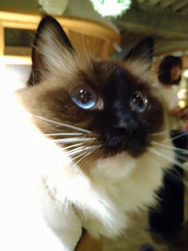 猫カフェモカ　新宿店に投稿された画像（2023/12/22）