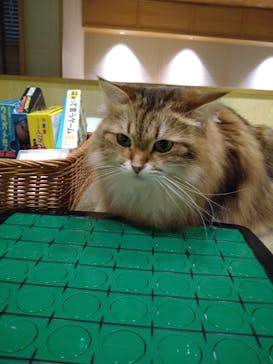 猫カフェモカ　新宿店に投稿された画像（2023/12/22）