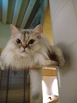 猫カフェモカ　新宿店に投稿された画像（2023/12/22）