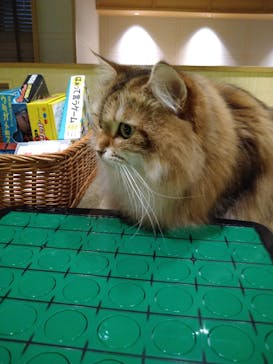 猫カフェモカ　新宿店に投稿された画像（2023/12/22）
