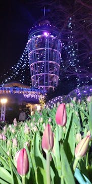 江の島シーキャンドルに投稿された画像（2023/12/22）