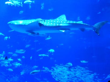 沖縄美ら海水族館に投稿された画像（2023/12/23）