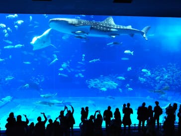 沖縄美ら海水族館に投稿された画像（2023/12/23）