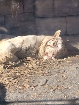 東武動物公園に投稿された画像（2023/12/23）