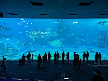 沖縄美ら海水族館に投稿された画像（2023/12/23）