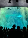 新江ノ島水族館に投稿された画像（2023/12/23）