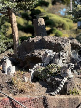 伊豆シャボテン動物公園に投稿された画像（2023/12/23）