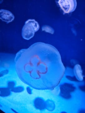 新江ノ島水族館に投稿された画像（2023/12/23）