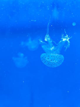 新江ノ島水族館に投稿された画像（2023/12/23）