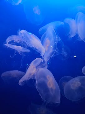 新江ノ島水族館に投稿された画像（2023/12/23）