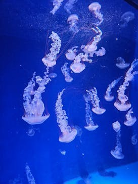 新江ノ島水族館に投稿された画像（2023/12/23）
