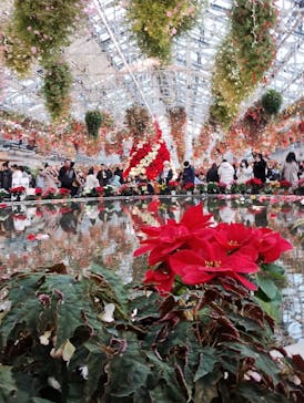 なばなの里に投稿された画像（2023/12/23）