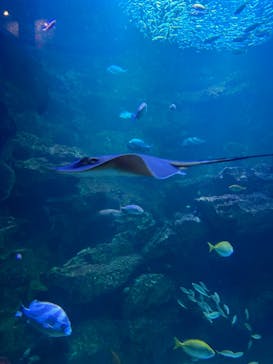 京都水族館に投稿された画像（2023/12/23）