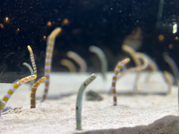 京都水族館に投稿された画像（2023/12/23）