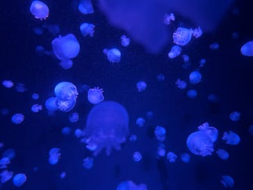 京都水族館に投稿された画像（2023/12/23）