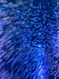 名古屋港水族館に投稿された画像（2023/12/23）