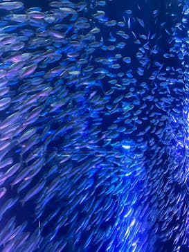 名古屋港水族館に投稿された画像（2023/12/23）