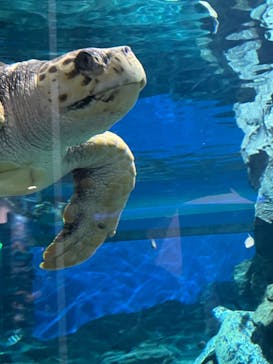 名古屋港水族館に投稿された画像（2023/12/23）