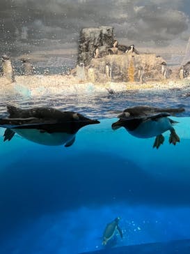 名古屋港水族館に投稿された画像（2023/12/23）
