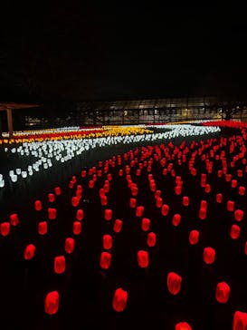 なばなの里に投稿された画像（2023/12/23）