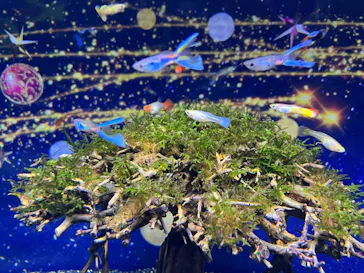 マクセル アクアパーク品川に投稿された画像（2023/12/23）