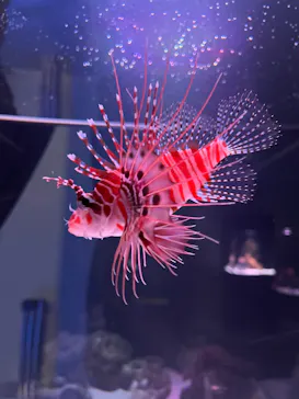 マクセル アクアパーク品川に投稿された画像（2023/12/23）