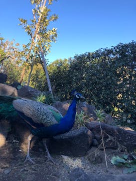 伊豆シャボテン動物公園に投稿された画像（2023/12/23）