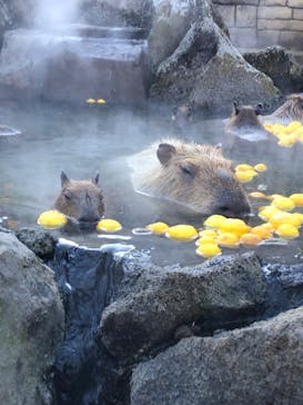 伊豆シャボテン動物公園に投稿された画像（2023/12/23）