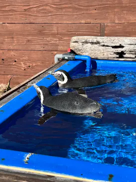 うみたま体験パーク 「つくみイルカ島」に投稿された画像（2023/12/23）