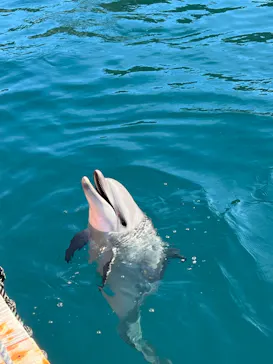 うみたま体験パーク 「つくみイルカ島」に投稿された画像（2023/12/23）