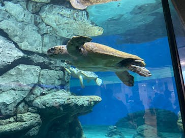 名古屋港水族館に投稿された画像（2023/12/23）