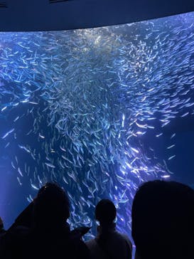 名古屋港水族館に投稿された画像（2023/12/23）