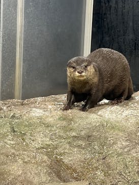 新江ノ島水族館に投稿された画像（2023/12/24）