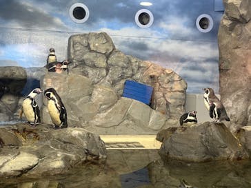新江ノ島水族館に投稿された画像（2023/12/24）