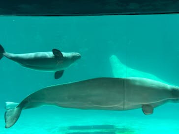 鴨川シーワールドに投稿された画像（2023/12/24）